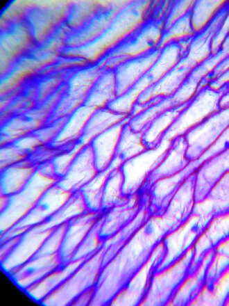 Микроскоп Levenhuk LabZZ M101 Orange