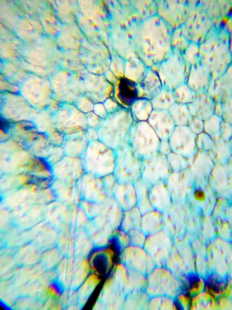 Микроскоп Levenhuk LabZZ M101 Orange